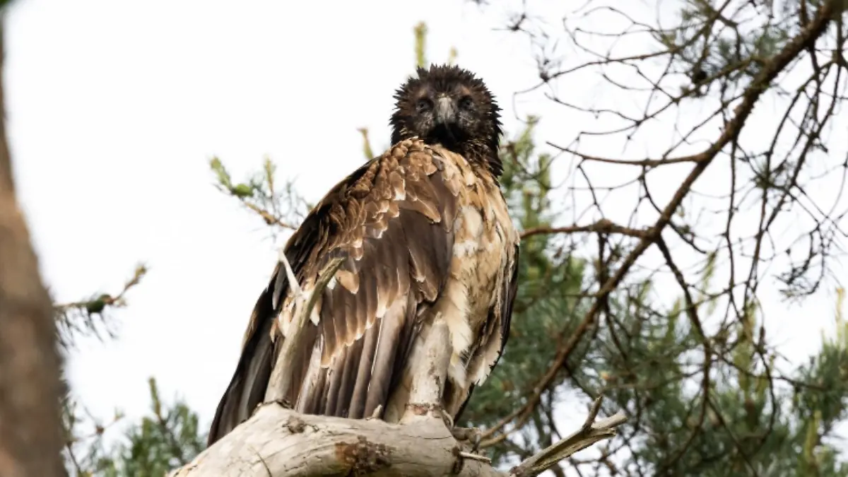 Bartgeier Vinzenz in Bad Zwischenhahn, sitzt auf einem Baum.