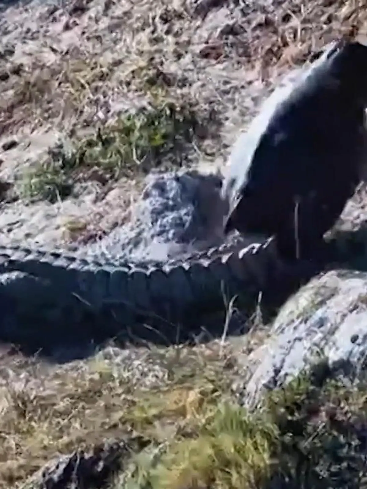 Bild zu: "Nur gucken, nicht anfassen! Tollpatsch-Hippo hüpft Krokodilen auf den Schwanz"