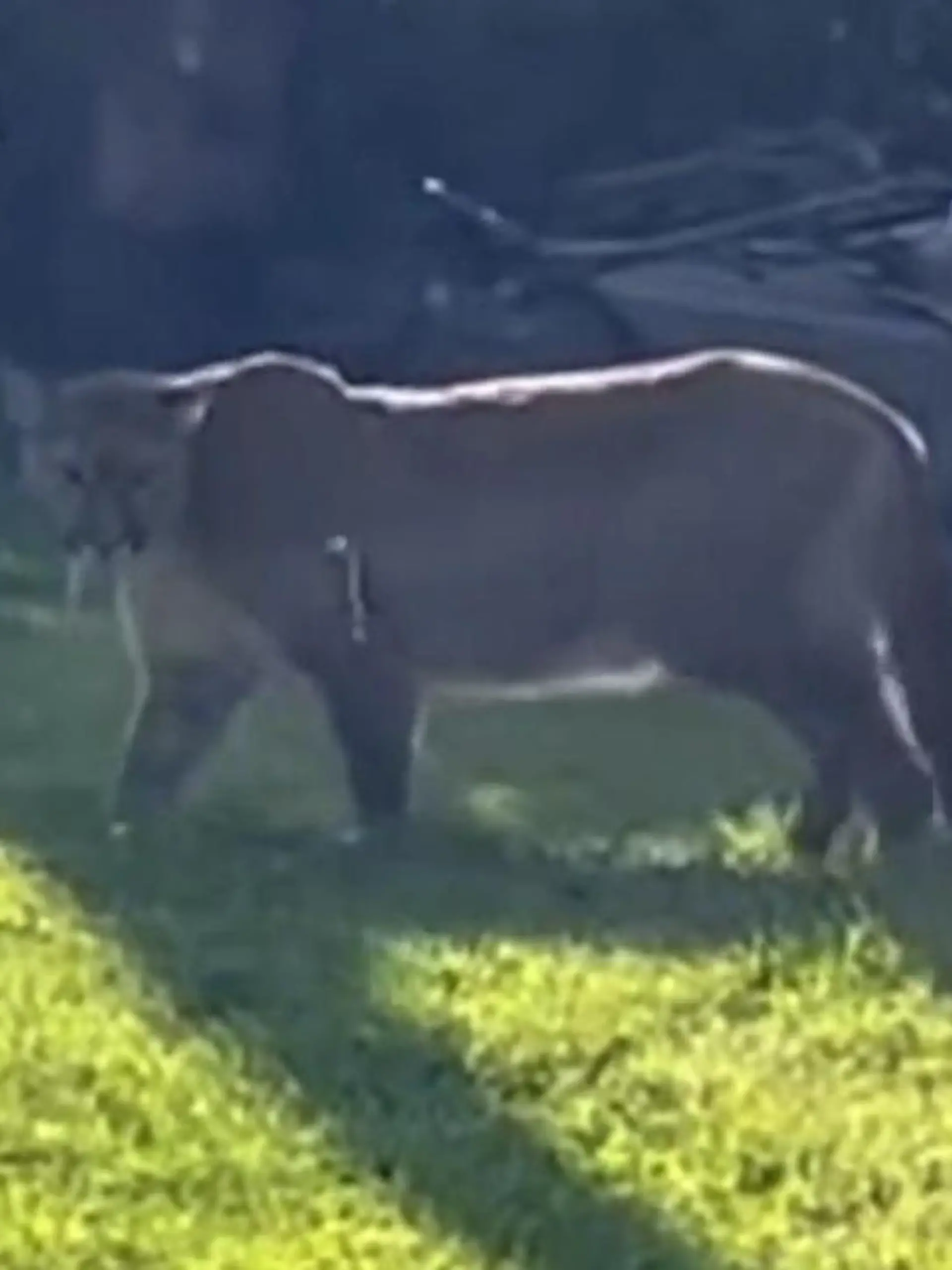 Bild zu: "Suche nicht für die Katz! Hier jagt die Polizei wirklich einen Puma"