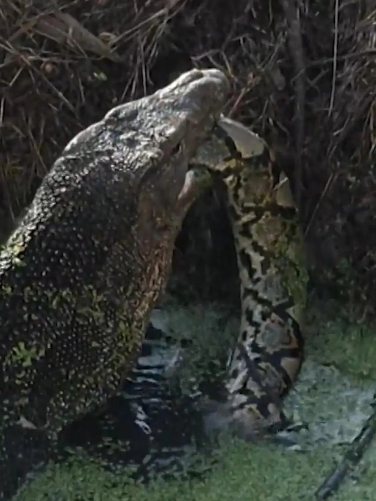 Bild zu: "Riesen-Echse verschlingt Python – Wanderer steht direkt daneben"