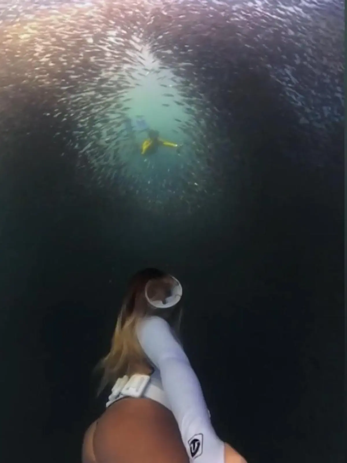 Ein Tauchgang vor den Philippinen fördert diese beeindruckenden Bilder eines Sardinenschwarms zu Tage. Wie ein einziger großer Organismus bewegen sich die Fische Dank ihrer Schwarmintelligenz durch das Wasser. Wie faszinierend sie reagieren, als eine Taucherin sich ihnen nähert, zeigt das Video.