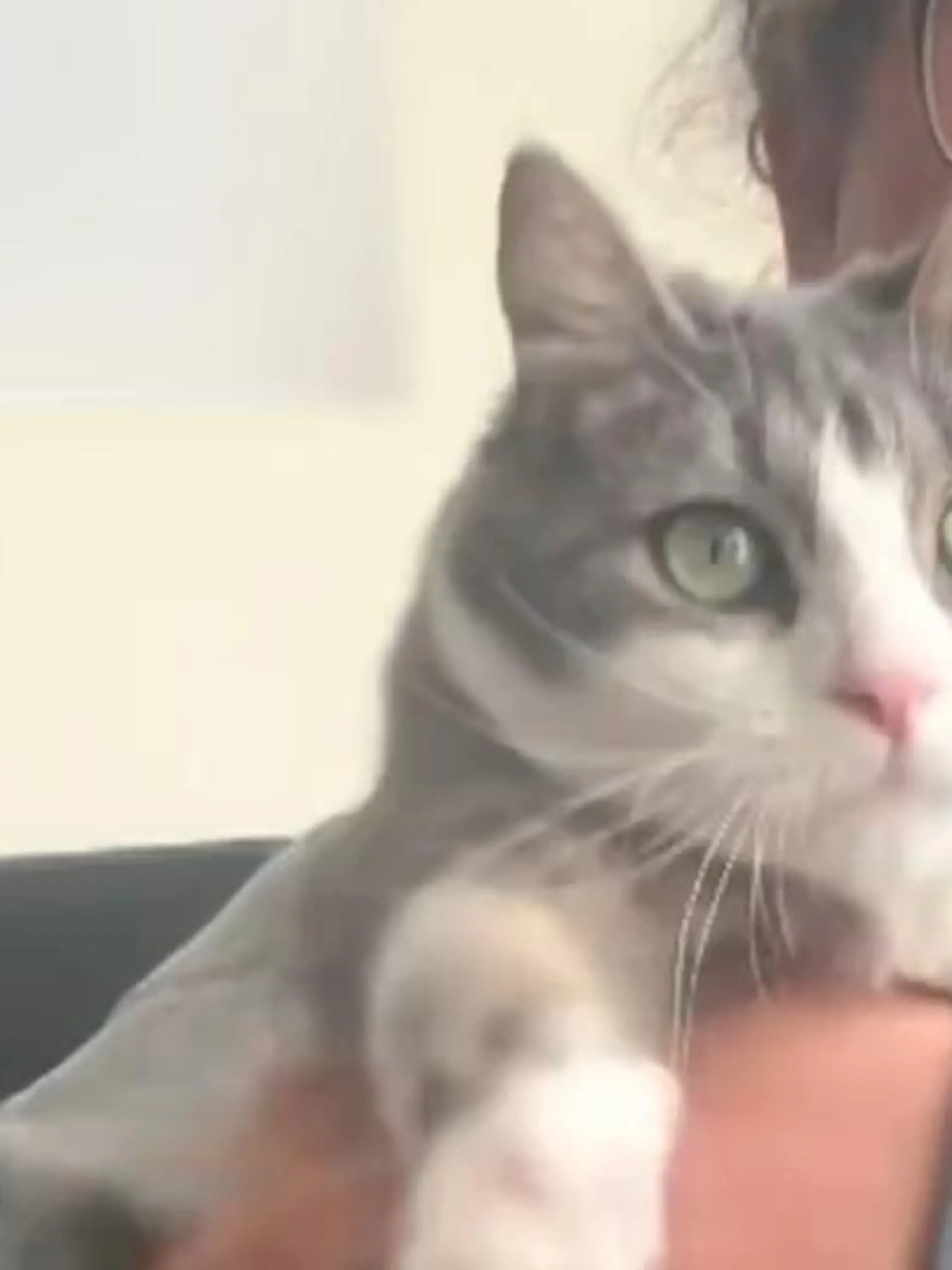 Bild zu: "Aus Spaß wird Ernst! Katze reagiert nicht mehr - Besitzerin schätzt Situation falsch ein"