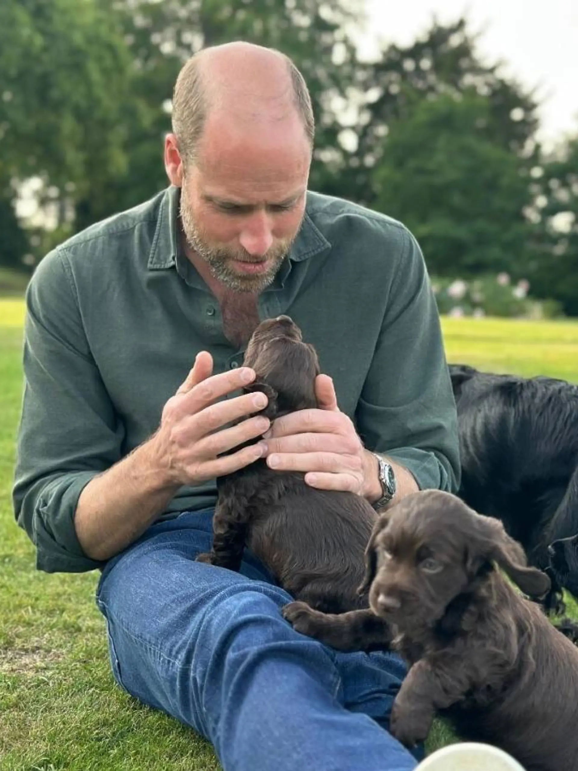 Wie süß! Prinz William schmust mit den Welpen von Familienhündin Orla.