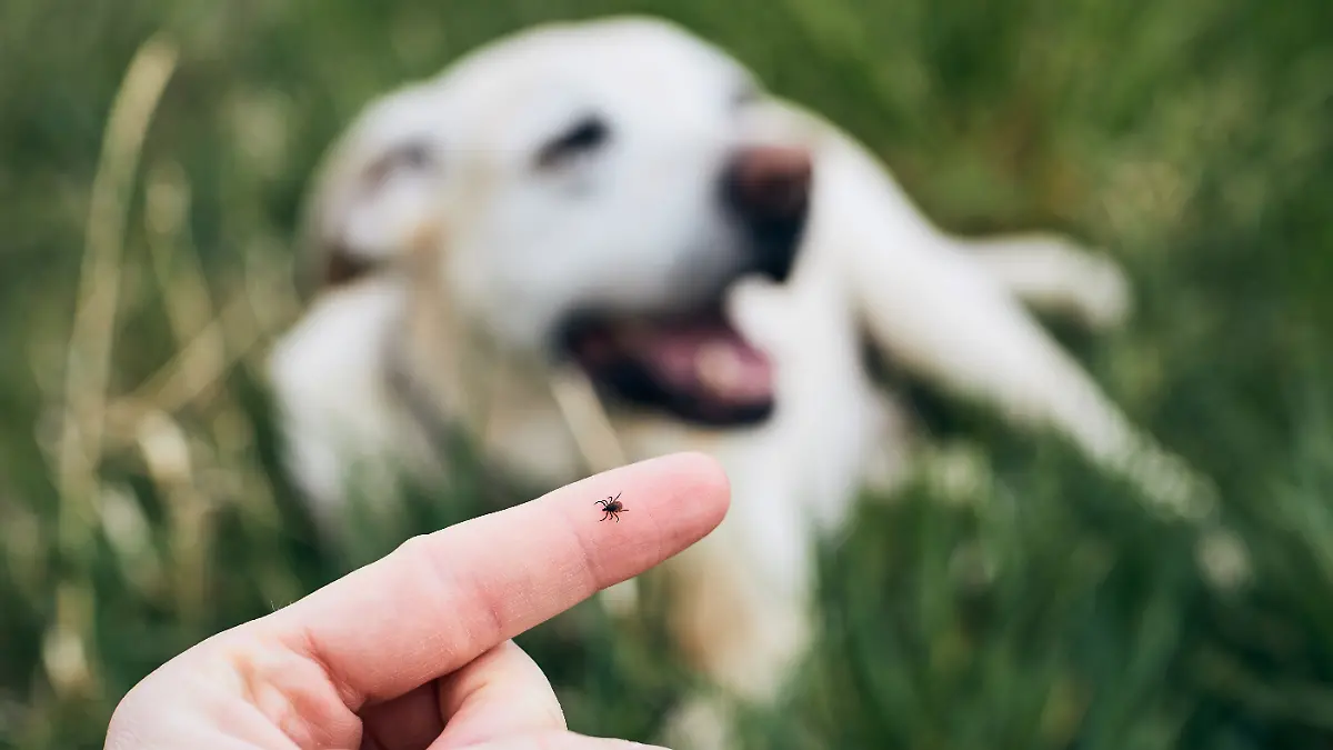 Hunde sollten regelmäßig auf Zecken hin untersucht werden.