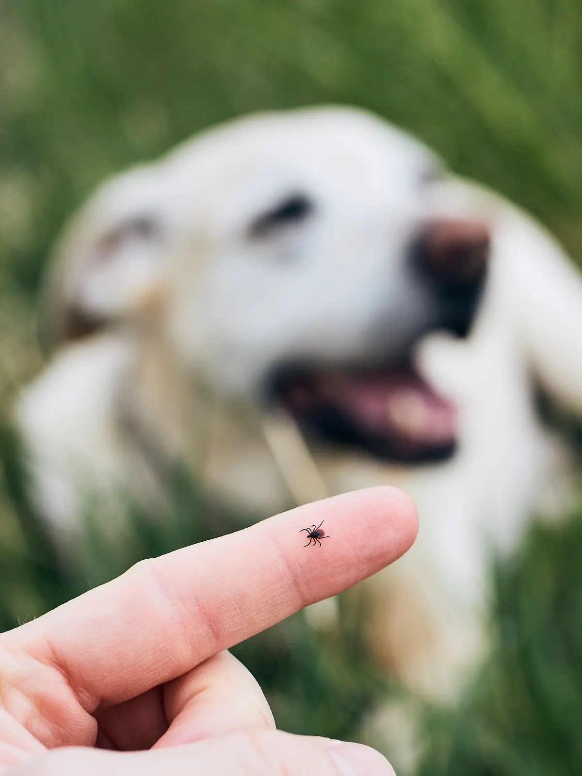 Hunde sollten regelmäßig auf Zecken hin untersucht werden.
