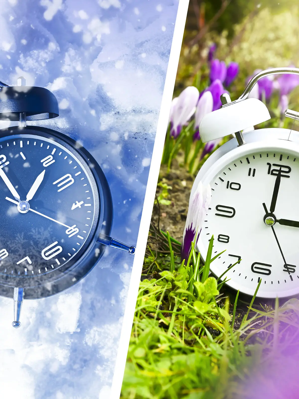 Zwei Wecker im Schnee und mit Frühlingsblumen, Symbolfoto für die Umstellung auf Sommerzeit / action press
