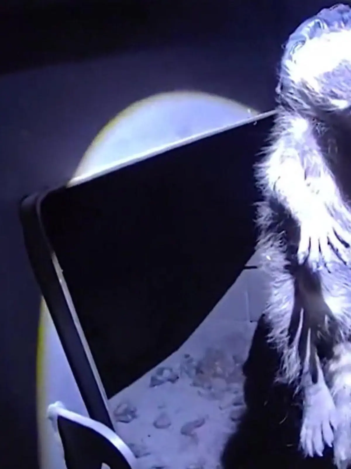 Bild zu: "Waschbär–Familie in Holzofen – als Rettung naht, flieht die Mama!"