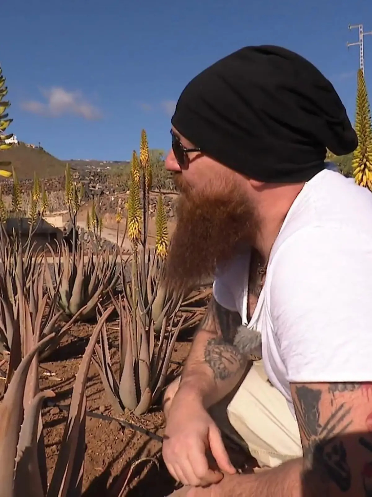 Bild zu: "Kai und Sarah besuchen eine Aloe Vera Farm"