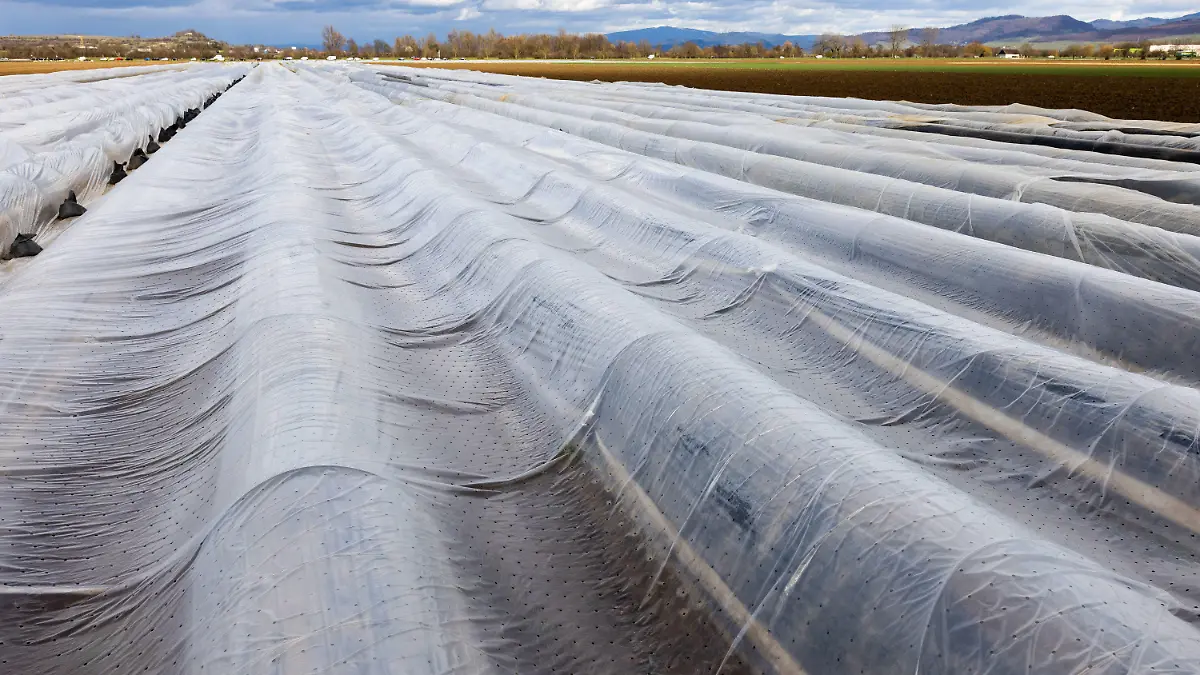 PRODUKTION - 15.03.2023, Baden-Württemberg, Feldkirch: Spargel wächst in einem Erddamm unter einer sogenannten Verfrühungsfolie, die durch den wärmenden Treibhauseffekt eine frühere Reife herbeiführen soll. Landwirt Bohrer rechnet für kommende Woche mit dem ersten Spargel aus eigenem Anbau. (zu dpa: «Spargelsaison beginnt - Bauern besorgt») Foto: Philipp von Ditfurth/dpa +++ dpa-Bildfunk +++