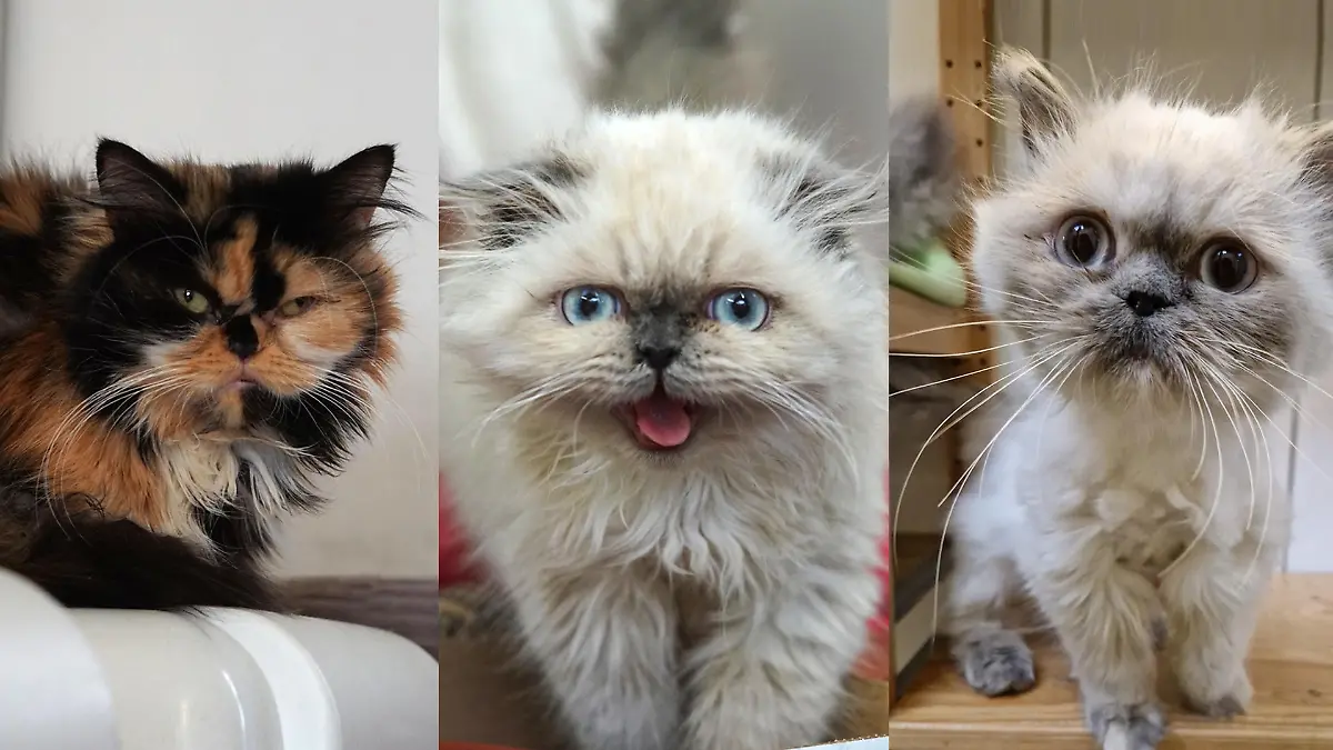 Drei der 13 Katzen, die ausgesetzt wurden.