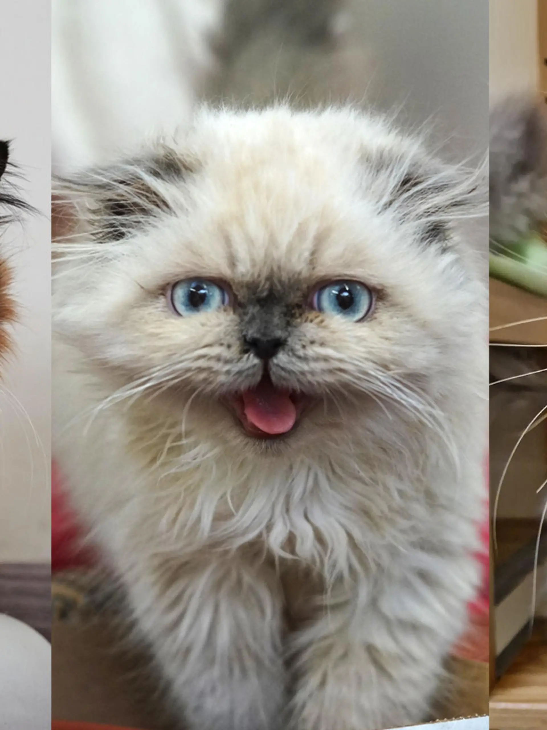 Drei der 13 Katzen, die ausgesetzt wurden.
