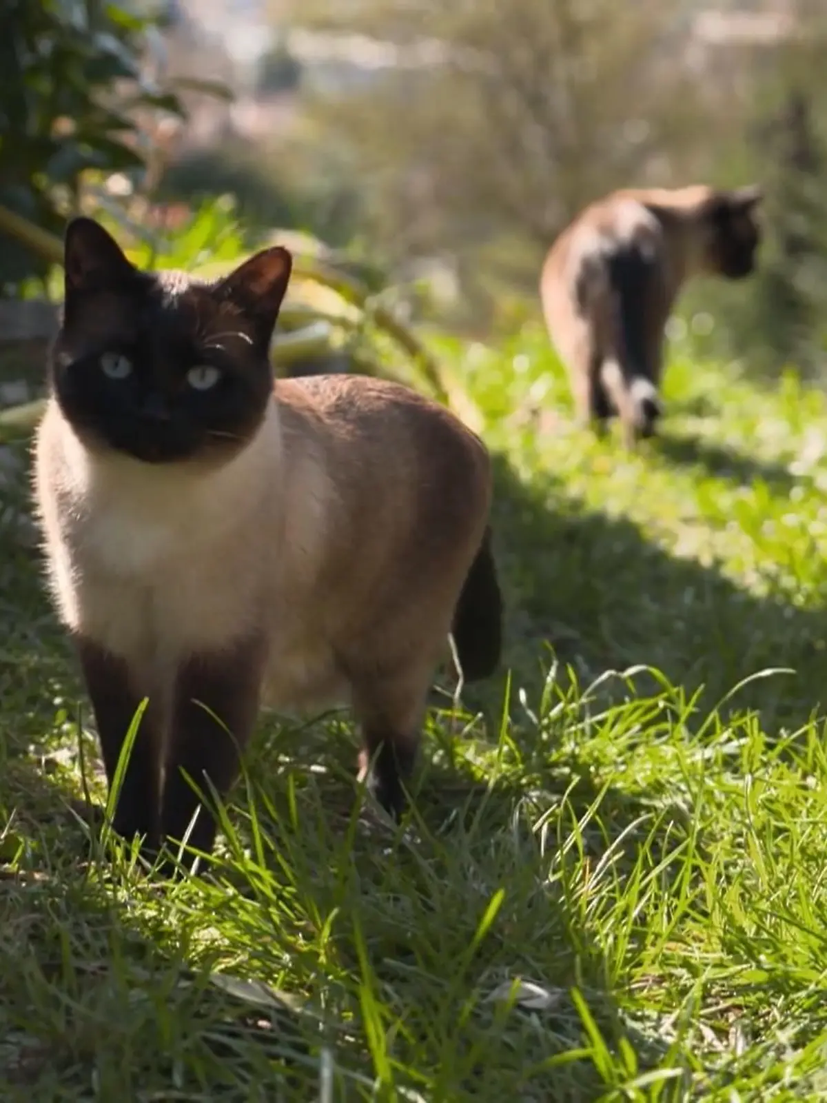 Bild zu: "Mit der Katze an der Leine wandern - als wäre es das Normalste der Welt"