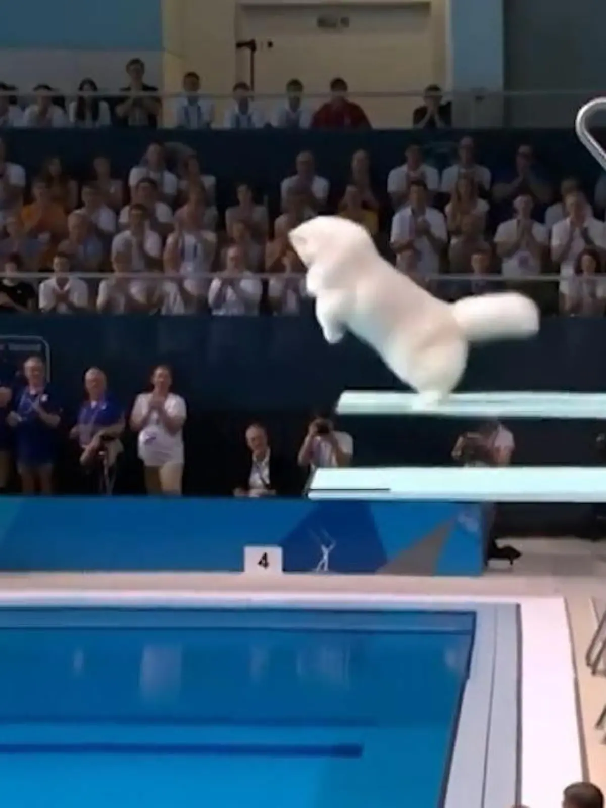Bild zu: "Hier werden Haustiere zu irren Turmspringern – aber ist diese Olympiade wirklich echt?"