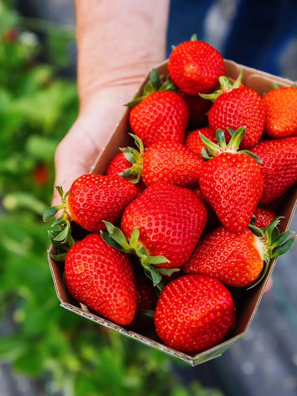 Bild zu: "Teurer Genuss! Warum Erdbeeren jetzt so viel kosten"