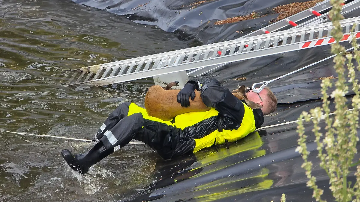 Mit vollem Körpereinsatz rettet der Feuerwehrmann das Reh.