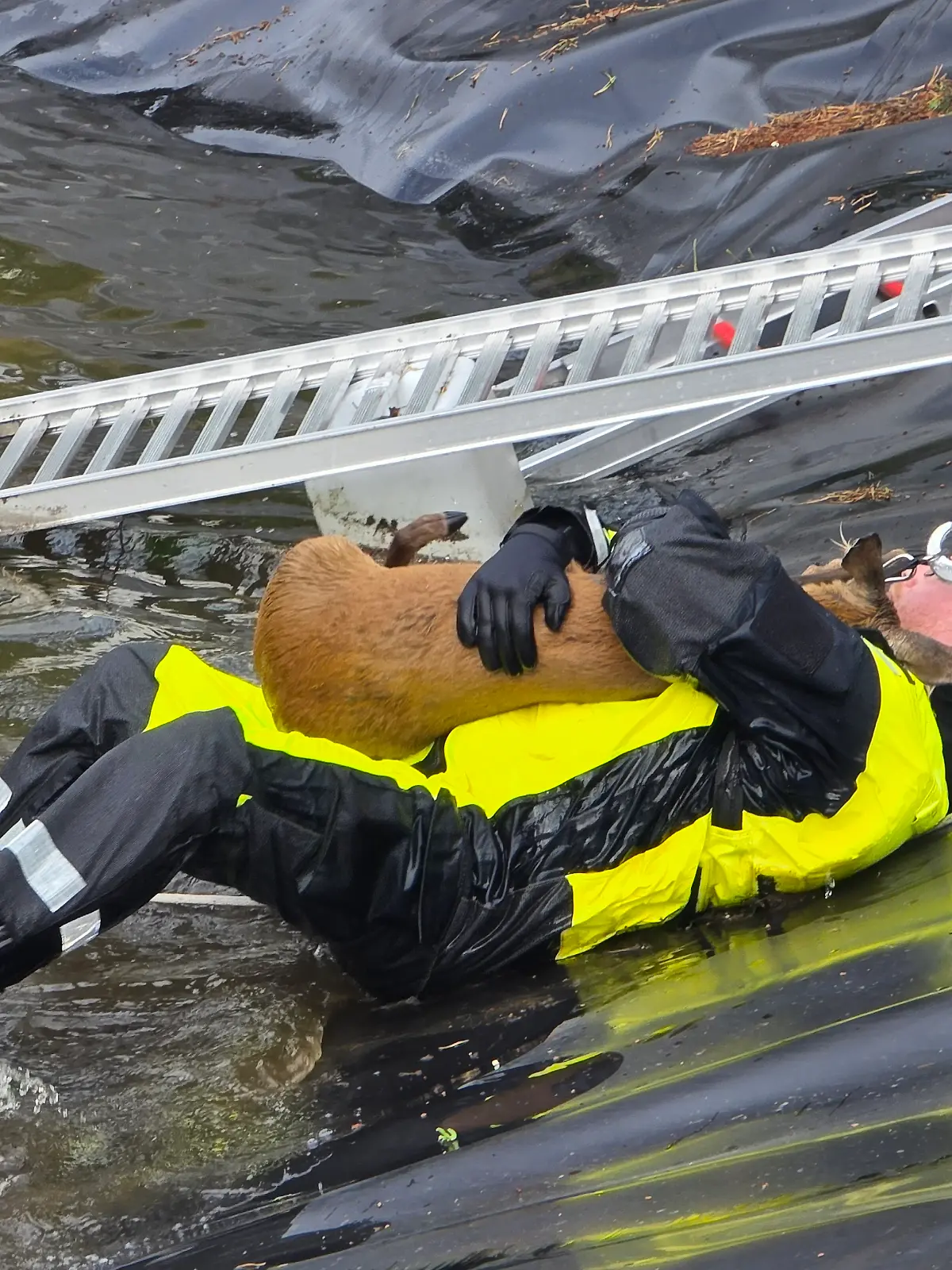 Mit vollem Körpereinsatz rettet der Feuerwehrmann das Reh.