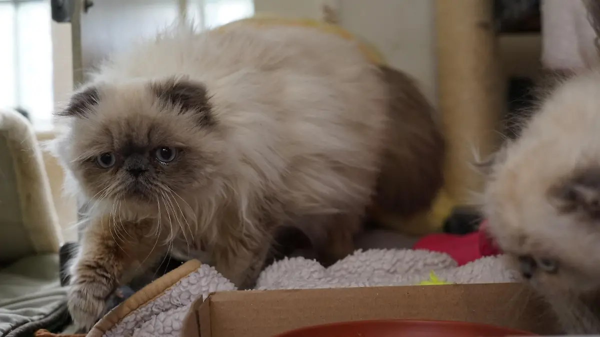Als würde man der Katze ihr Leid ansehen, mittlerweile geht es ihr zum Glück besser.