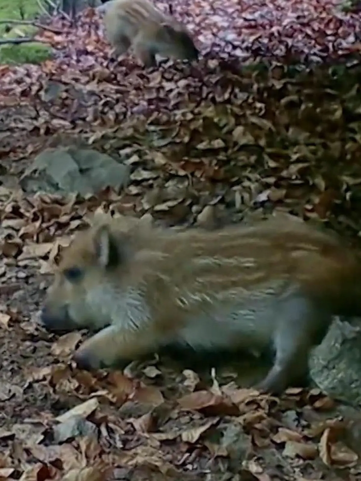Welch eine Sauerei! Große Schrubbel-Orgie bei Wildschweinen