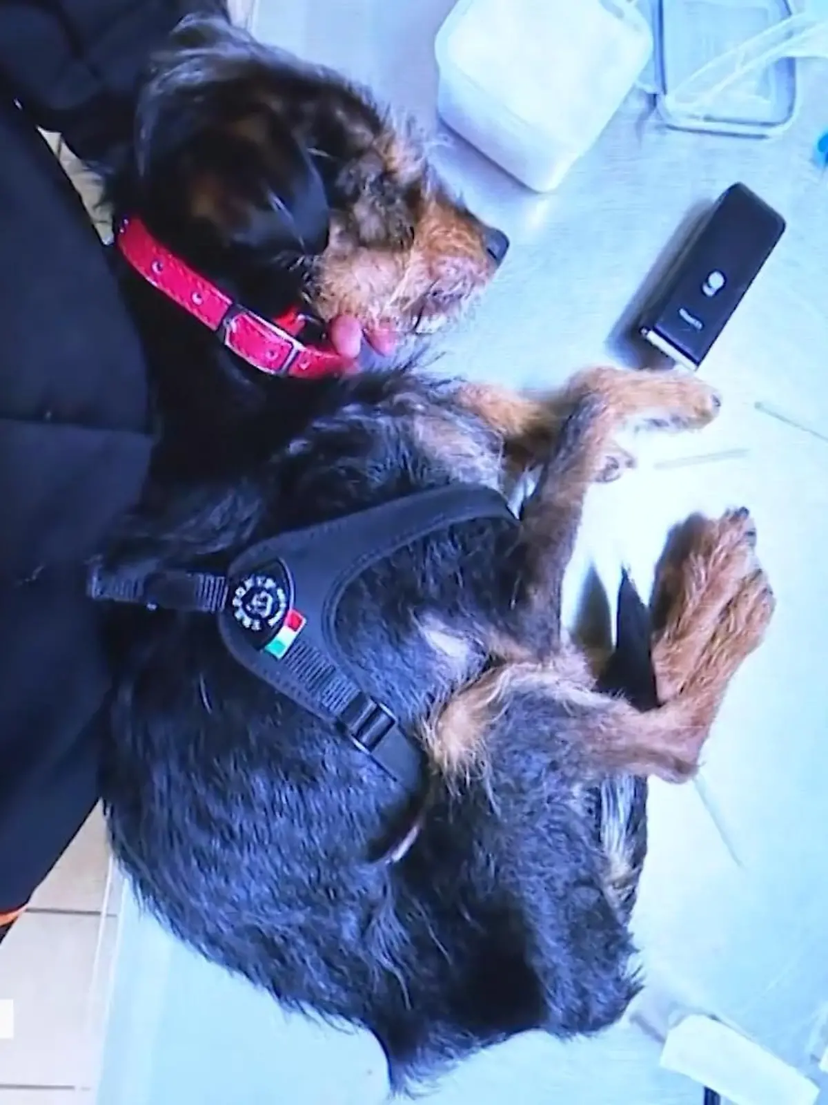 Eine Frau aus Leverkusen kauft offenbar auf einer Online-Börse Hunde, Katzen und Nagetiere. Dann soll sie die Tiere zu Tode gequält haben. Und sie macht angeblich weiter. Jetzt warnt die Tierhilfe vor der Frau.