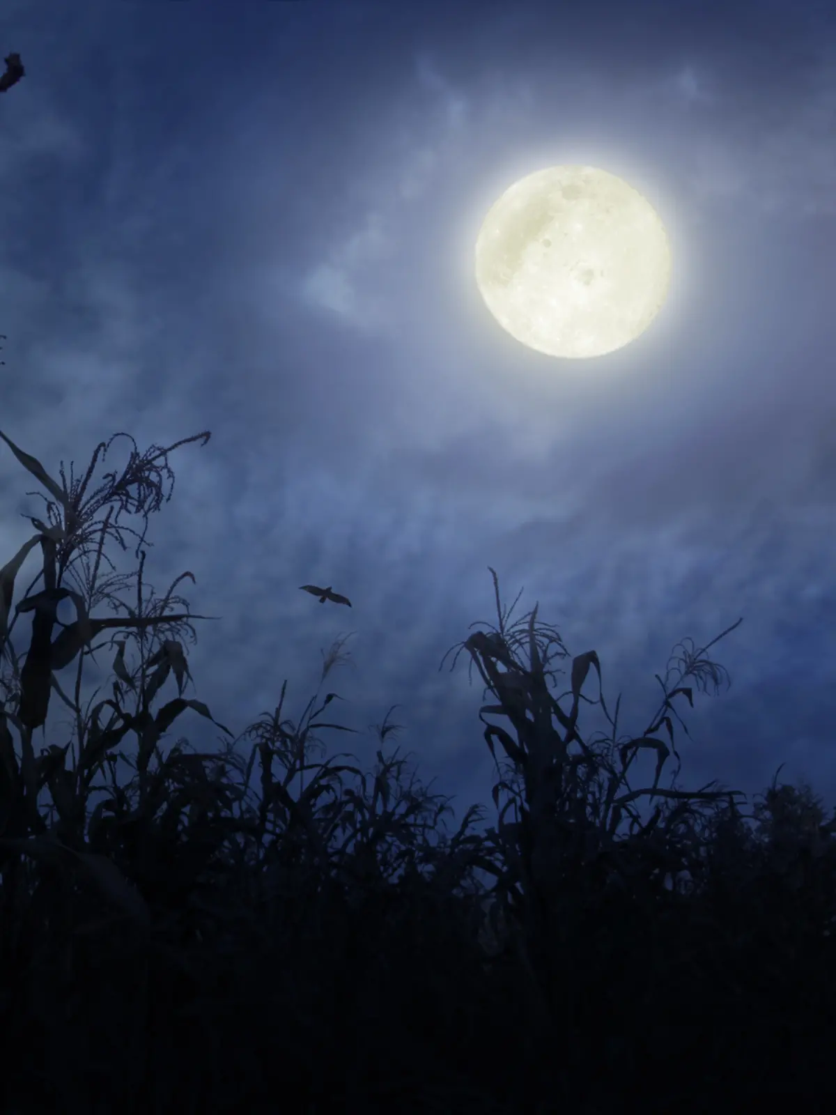 Heumond, Bockmond oder auch Donnermond: DIESE Bedeutungen werden dem Juli-Vollmond im Steinbock nachgesagt.