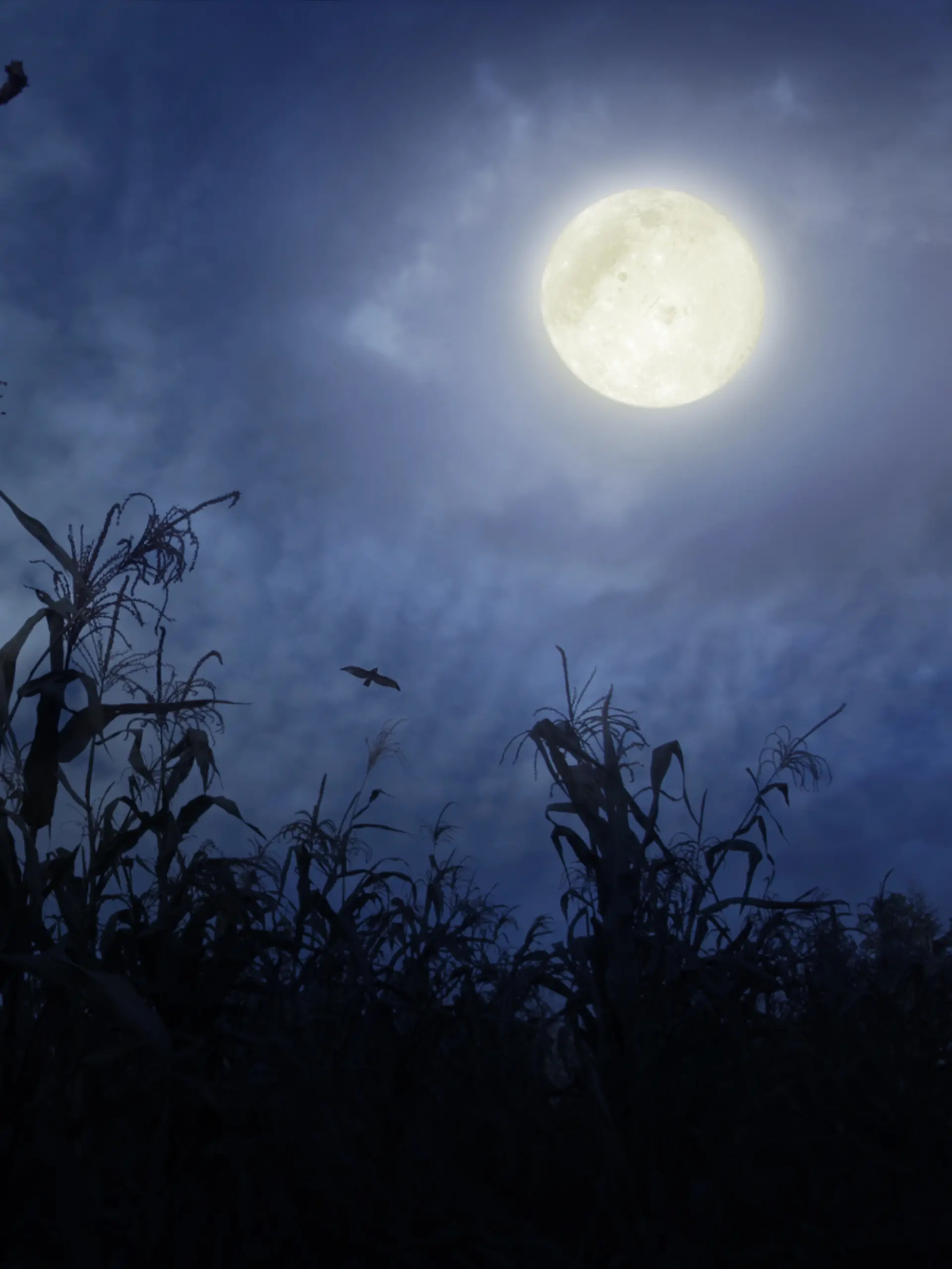 Heumond, Bockmond oder auch Donnermond: DIESE Bedeutungen werden dem Juli-Vollmond im Steinbock nachgesagt.