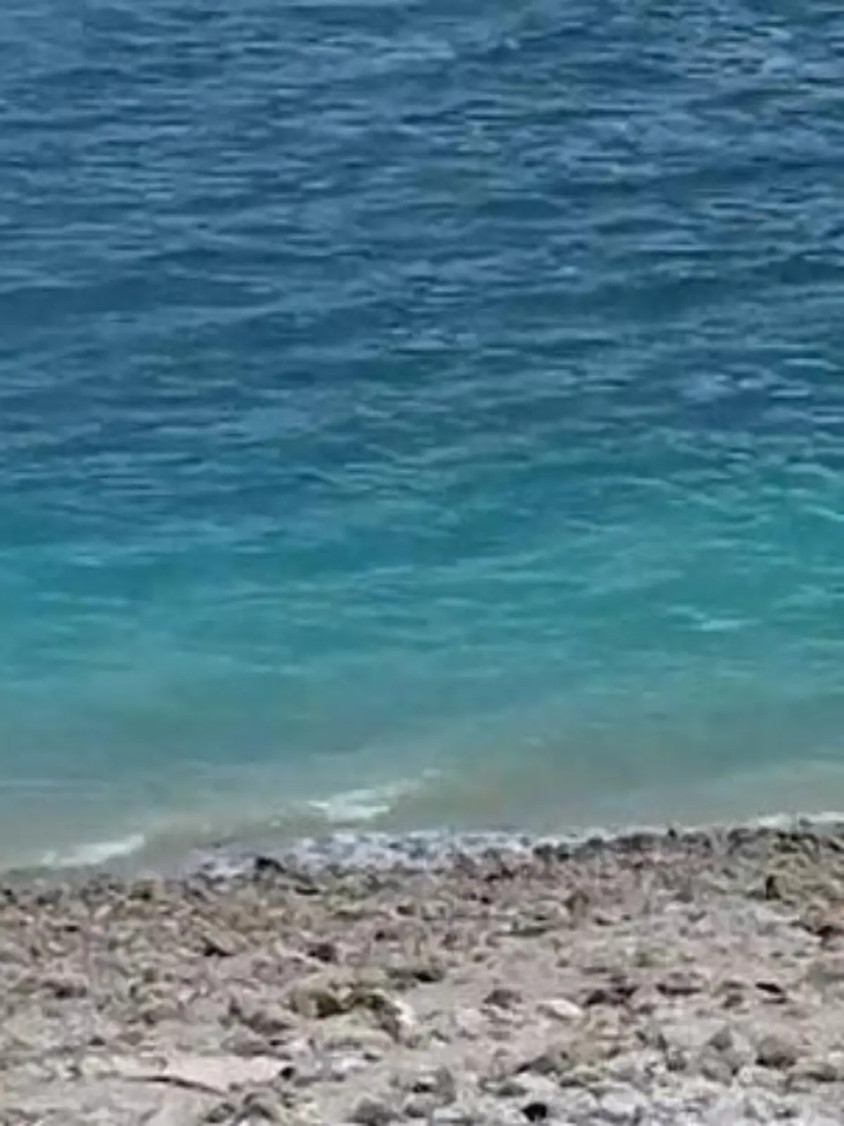 Bild zu: "Ist die lebensmuuuhde? Kuh büxt von Rodeo aus – und stürzt sich ins Meer!"