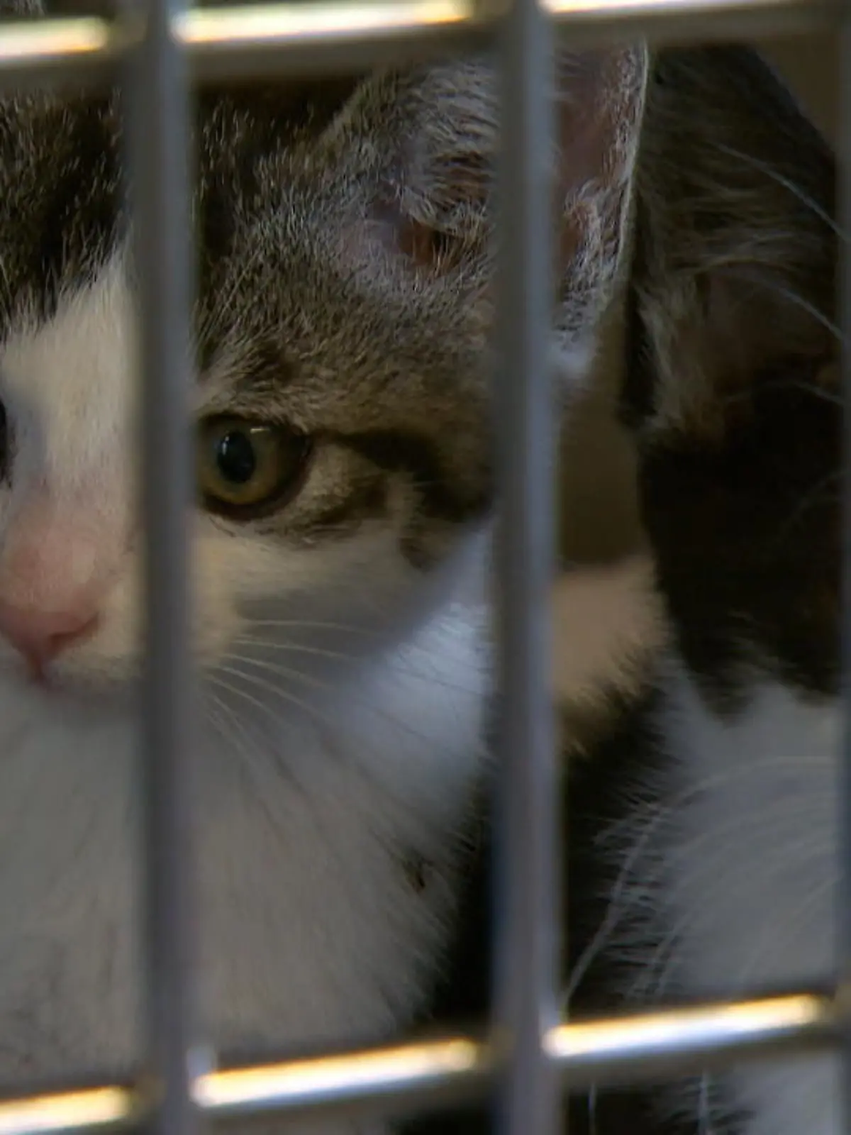 Es sind schwere Vorwürfe, die der Tierschutzverein Dogman e.V. gegen eine junge Frau aus Leverkusen erhebt: Über Ebay-Kleinanzeigen soll sie Hunde, Katzen und Ratten kaufen und die Tiere anschließend einfach sterben lassen. Drei der Tiere konnten aus ihrer Obhut gerettet und in eine Tierklinik gebracht werden. Sie befanden sich in einem miserablen Zustand.