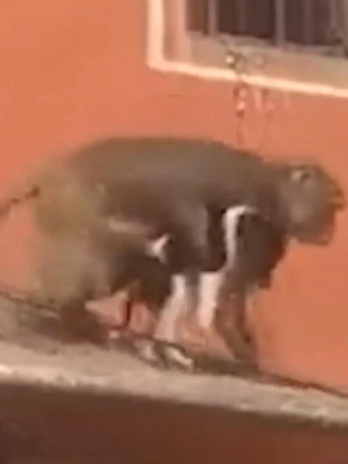 Was ist hier denn los? Dieser Affe hat sich einen kleinen schwarz-weiß gemusterten Welpen gepackt und springt mit ihm über die Dächer in Jaipur, Indien.