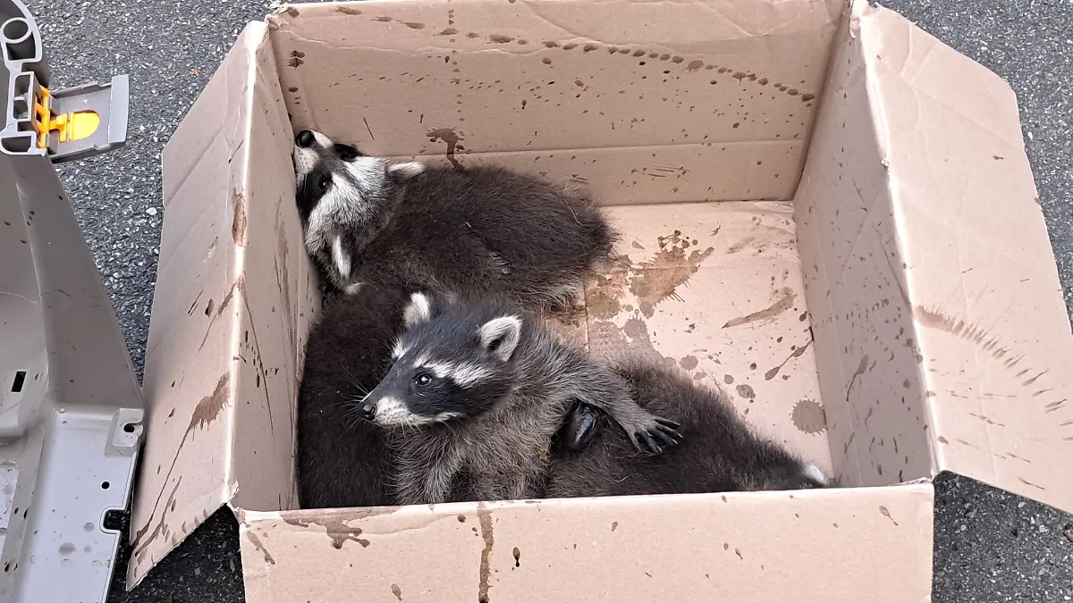 Die Feuerwehr befreite in Breckerfeld eine Waschbärenmutter mit ihren vier Jungen aus dem Kamin eines Einfamilienhauses.