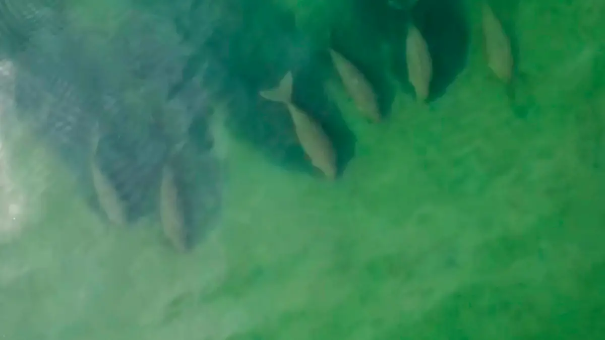 In this image taken from video taken April 22, 2020, by Thailand’s Department of National Parks, Wildlife and Plant Conservation, six dugongs are swimming together, part of a larger group of dugongs cruising slowly in the shallow waters in the area of Chao Mai Beach national park in Trang province, Thailand. Though an increasingly rare sight to see the mammals in the area, recent travel restrictions imposed to counter the COVID-19 pandemic have left the coastal regions undisturbed allowing the mammals to return. (Thailand Department of National Parks, Wildlife and Plant Conservation via AP)