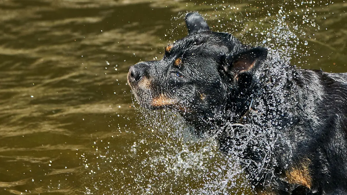 Ein Hund kühlt sich in einem Fluss ab. In NRW soll es am Mittwoch 39 Grad heiß werden.