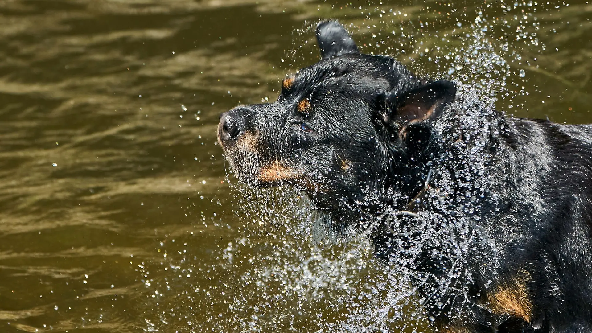Ein Hund kühlt sich in einem Fluss ab. In NRW soll es am Mittwoch 39 Grad heiß werden.