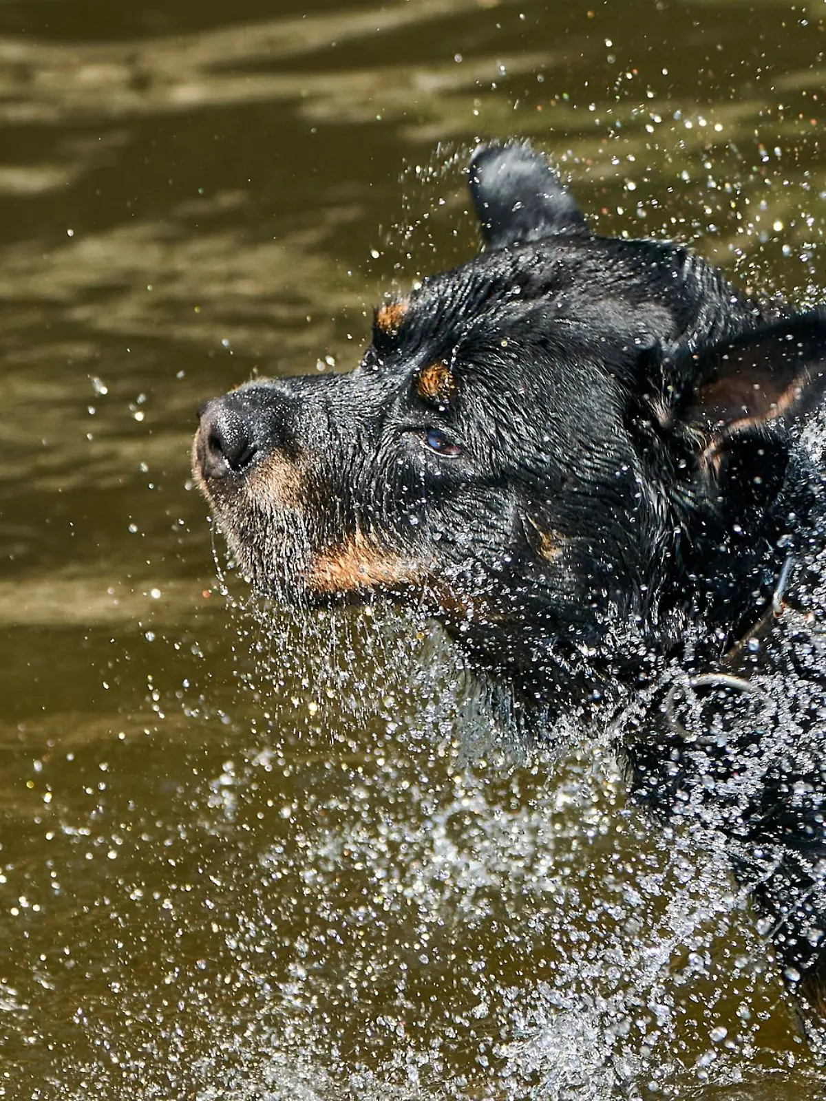 Bild zu: "Mann springt wegen Hund in den Rhein – Rettung in letzter Sekunde!"