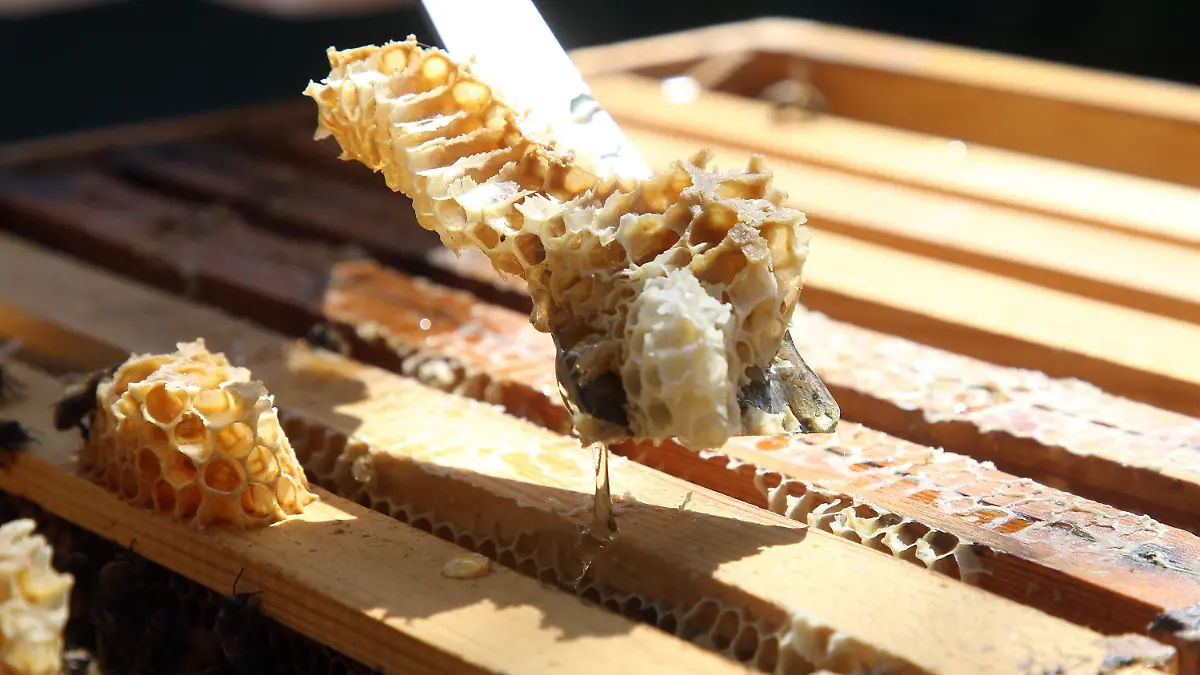 16.04.2020, Brandenburg, Schöneiche bei Berlin: Mit einem Stockmeißel entfernt eine Imkerin in einer Bienenbeute Wildbau von Waben, damit ein Honigraum auf den Bienenstock aufgesetzt werden kann. Die Bienen können dann bei einsetzender Blüte den Nektar, der später zu Honig wird, einlagern. Sobald die Bienen im Fruhjahr ausschwärmen, müssen die Imker ihre Völker durchsehen, ob sie den Winter überstanden haben und Brut in den Waben vorhanden ist. Foto: Wolfgang Kumm/dpa +++ dpa-Bildfunk +++