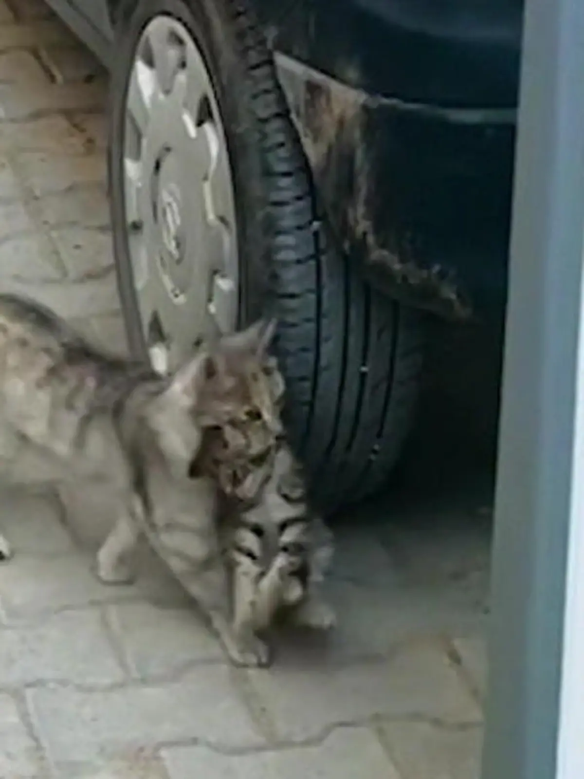 Streunende Katzenmama bringt Kitten zum Tierarzt.