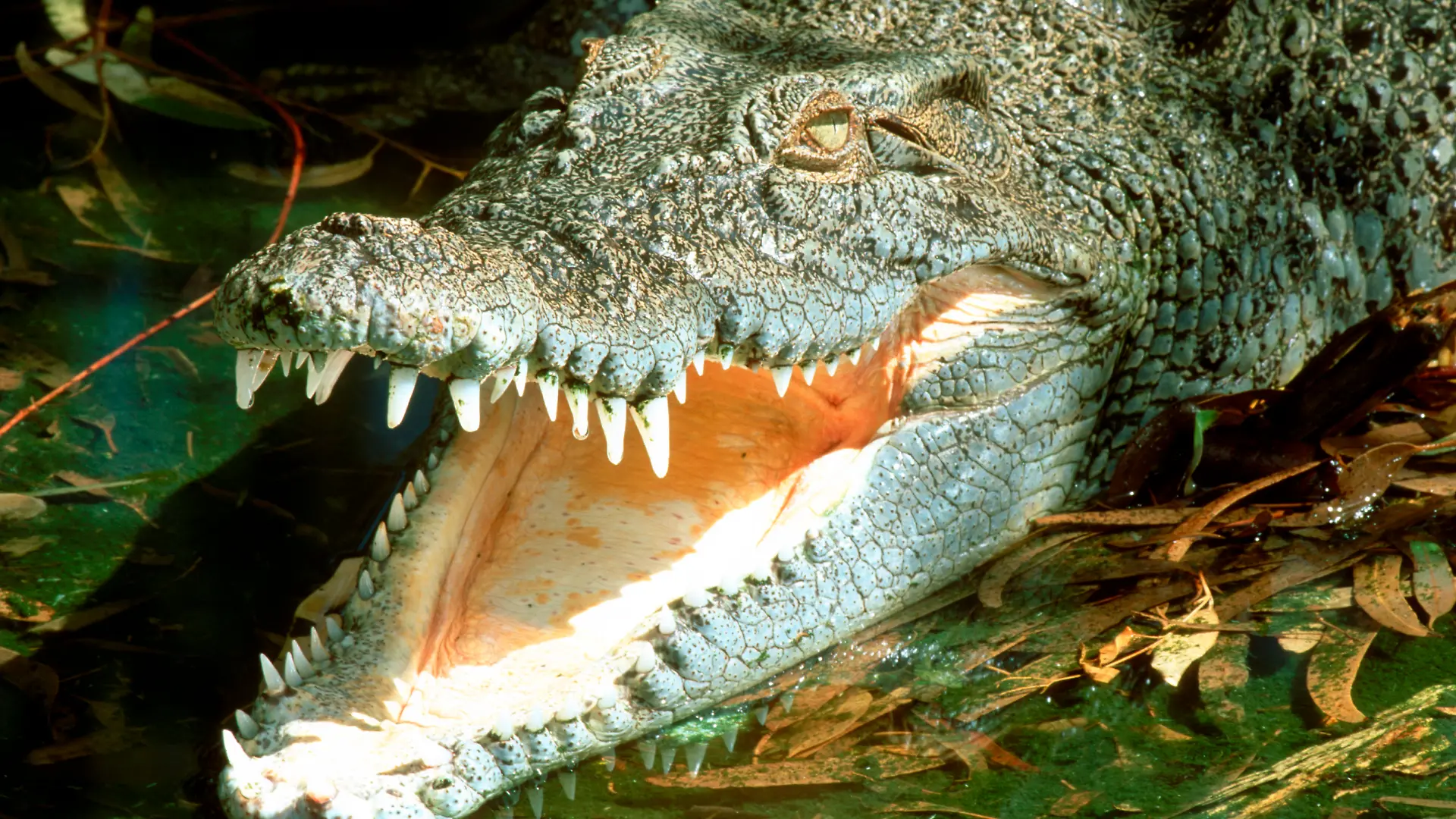 So ein Salzwasserkrokodil griff die beiden Männer in Australien an (Symbolbild)