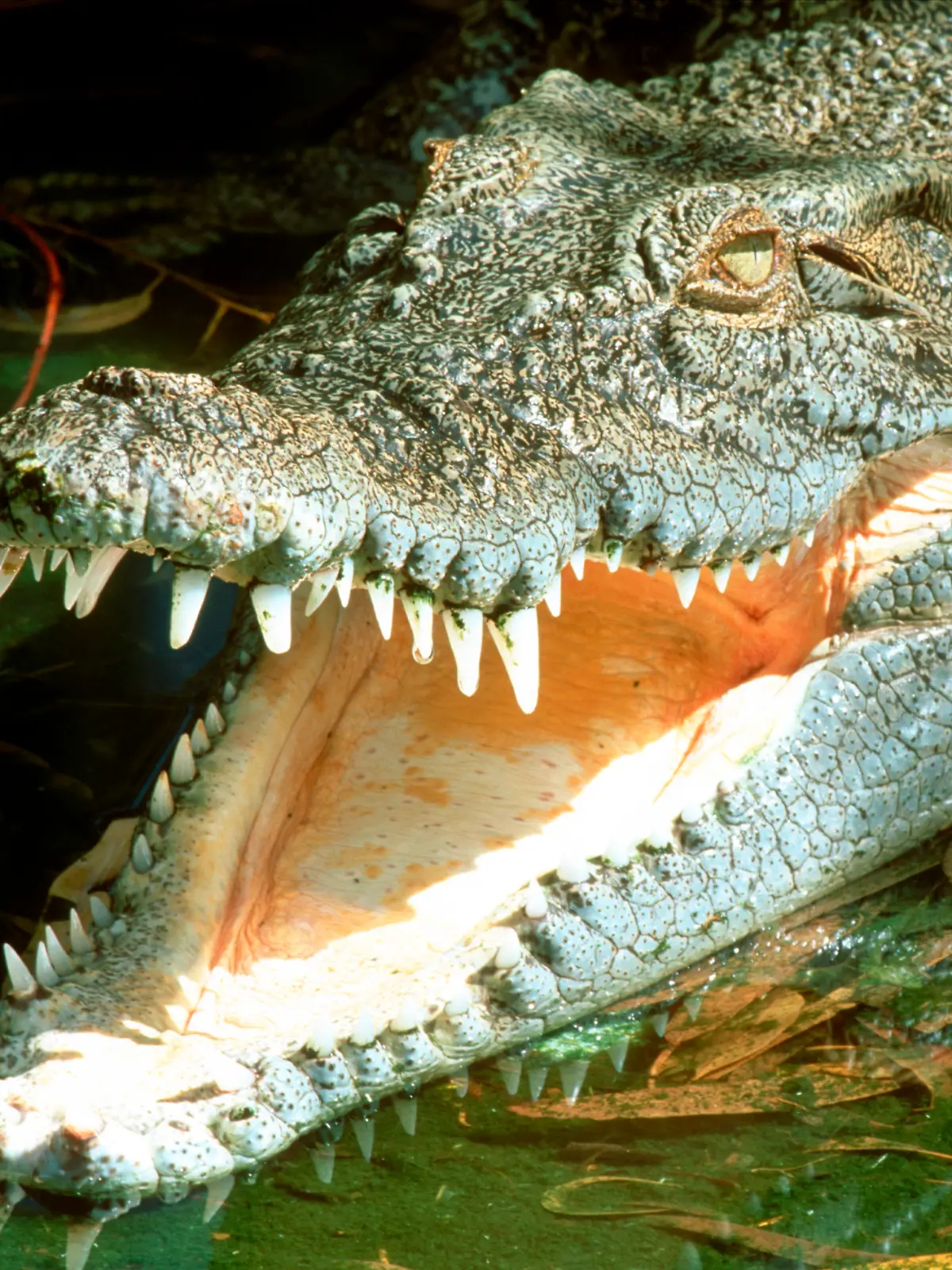 So ein Salzwasserkrokodil griff die beiden Männer in Australien an (Symbolbild)
