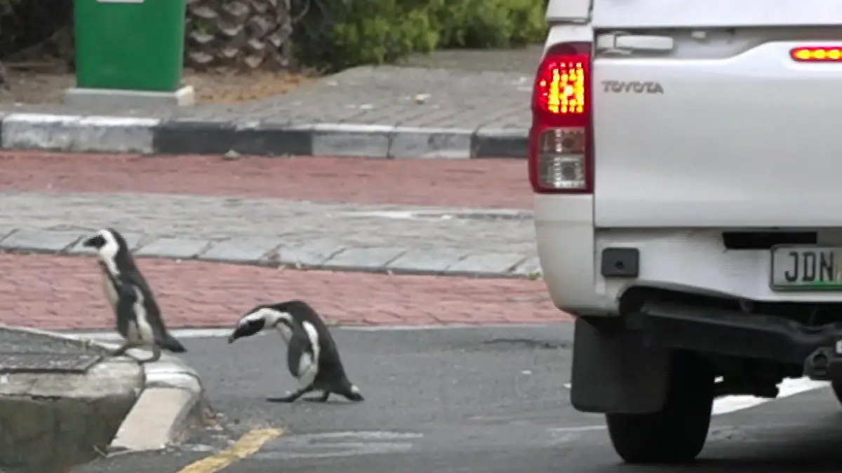 Pinguine