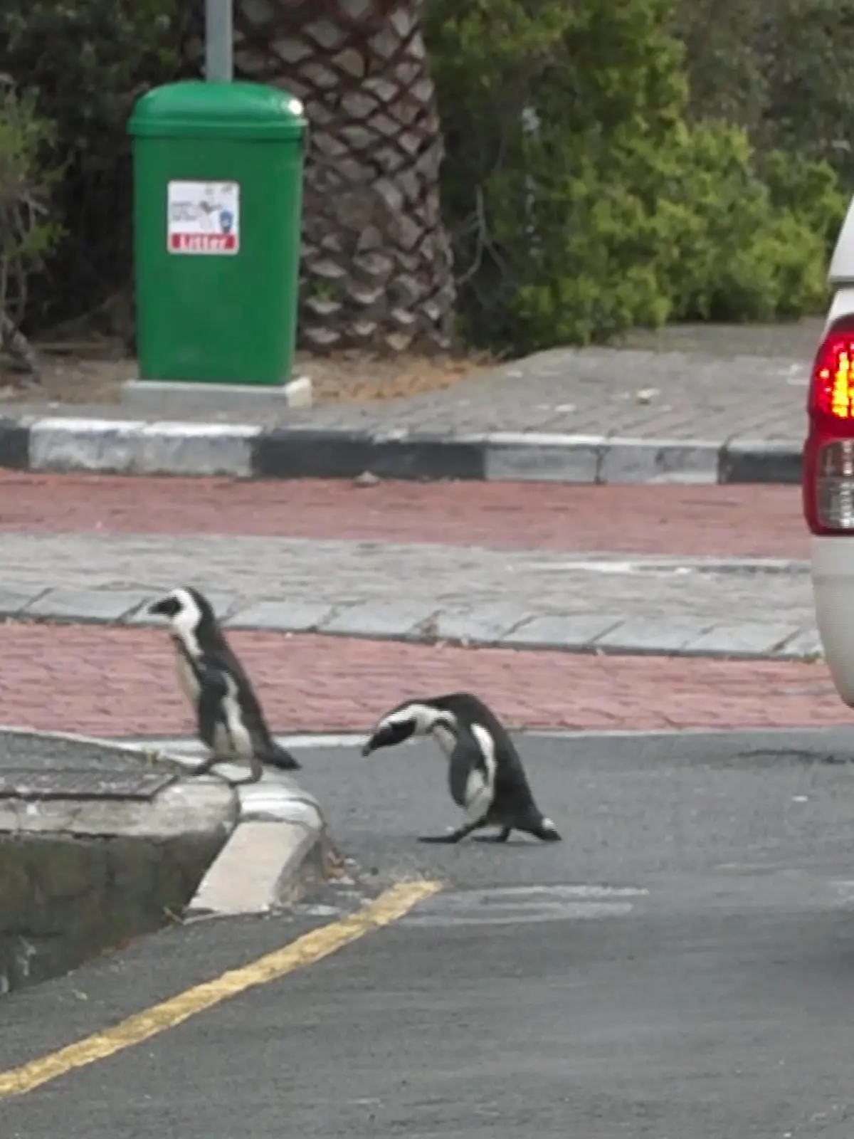 Pinguine
