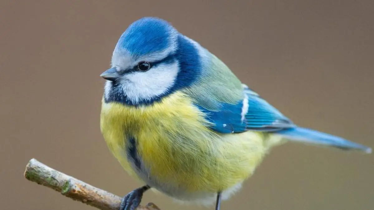 Eine Blaumeise sitzt auf einem Ast