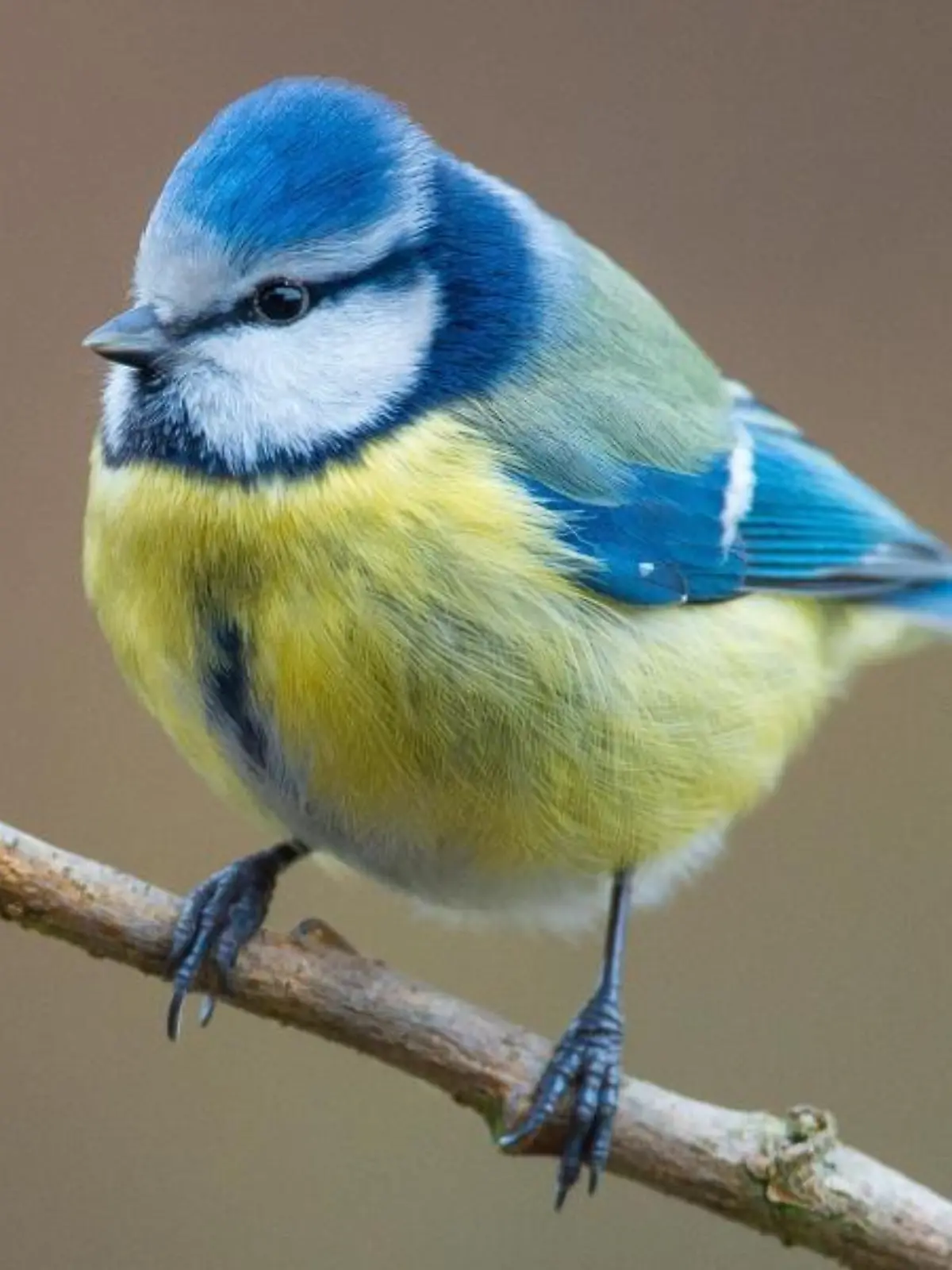 Eine Blaumeise sitzt auf einem Ast
