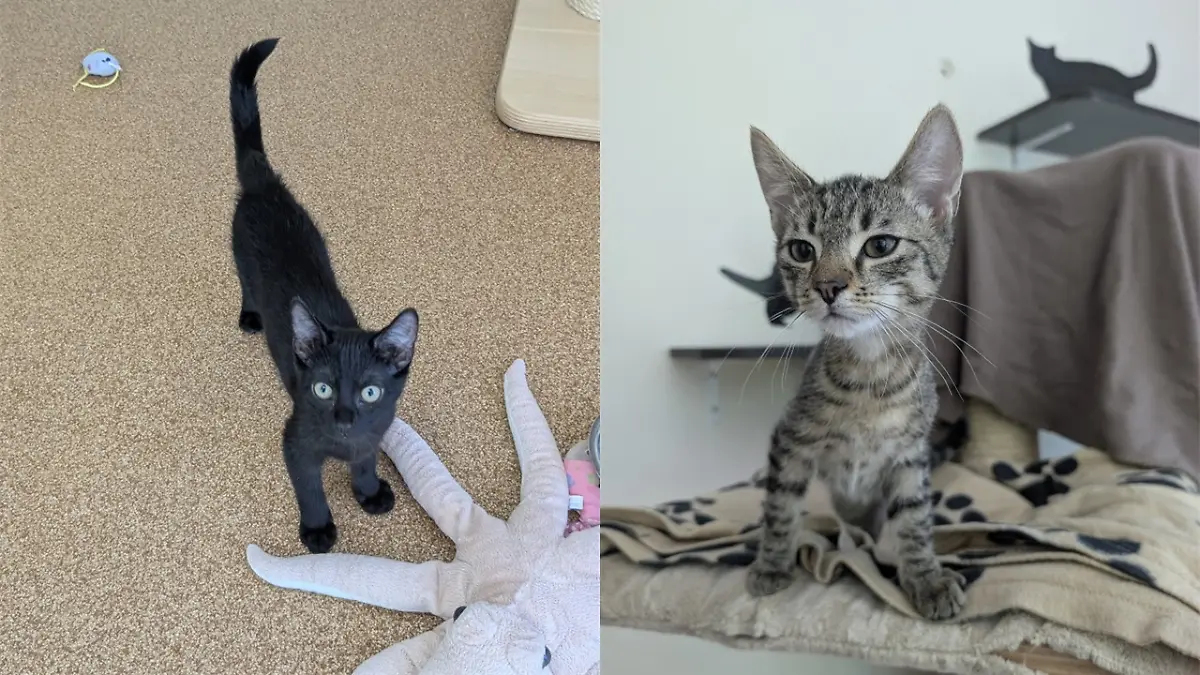 Diese beiden jungen Katzen aus dem Tierheim Hannover warten darauf, adoptiert zu werden.