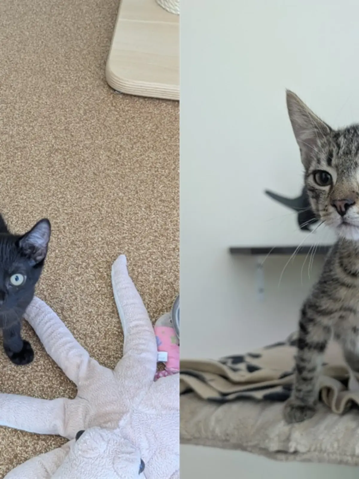 Diese beiden jungen Katzen aus dem Tierheim Hannover warten darauf, adoptiert zu werden.
