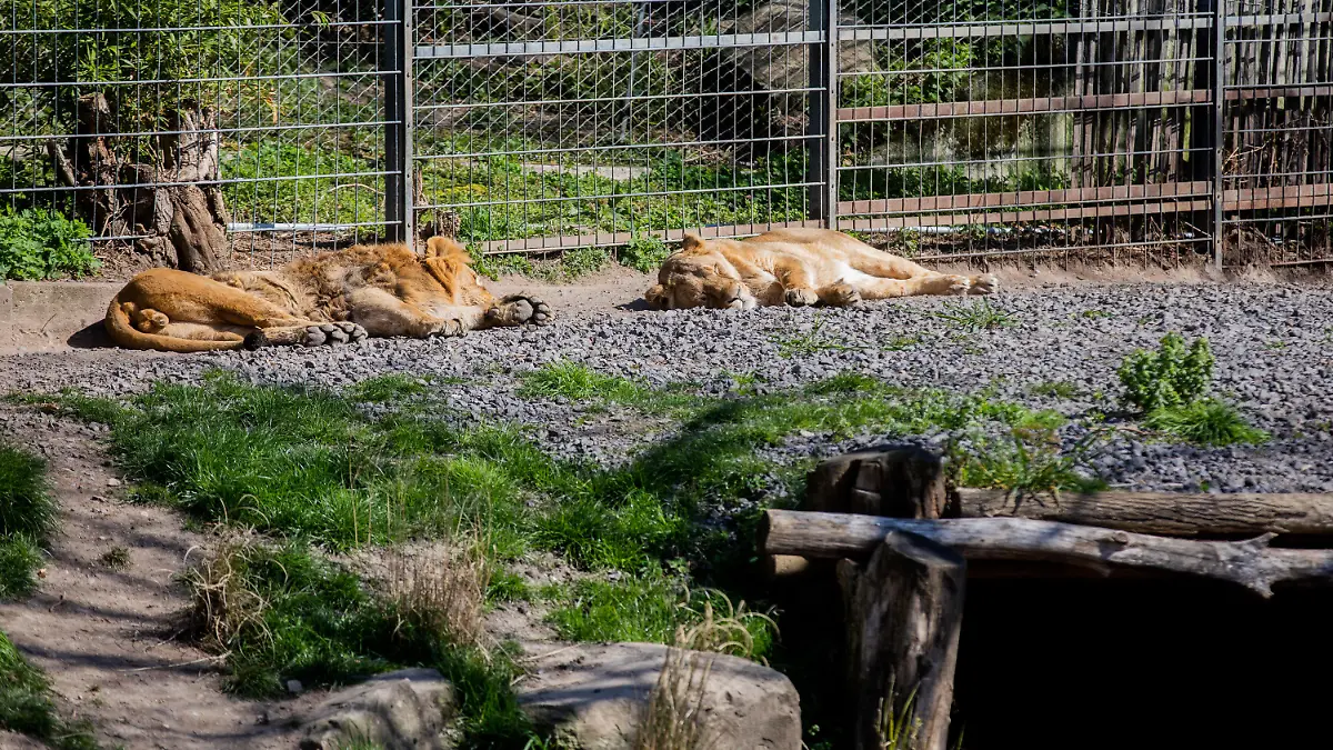 31.03.2020, Nordrhein-Westfalen, Köln: Löwen liegen im Außengehege in dem menschenleeren Zoo und sonnen sich. Die wegen der Corona-Krise geschlossenen Zoos schlagen Alarm: Ihnen fehlen die Einnahmen. (zu dpa "Zoos schlagen Alarm - Tierversorgung muss ohne Einnahmen weiterlaufen" vom 31.03.2020) Foto: Rolf Vennenbernd/dpa +++ dpa-Bildfunk +++