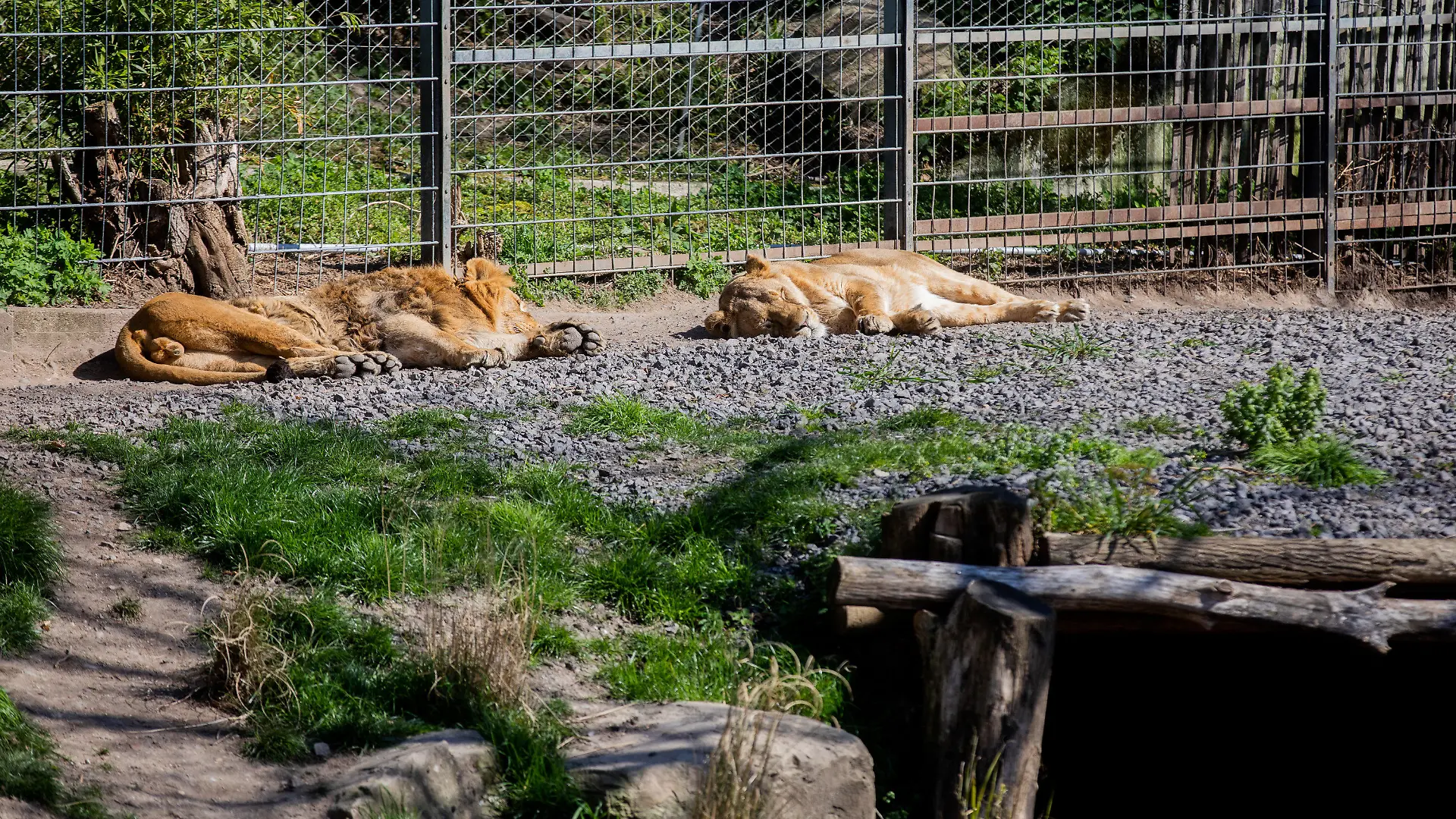 31.03.2020, Nordrhein-Westfalen, Köln: Löwen liegen im Außengehege in dem menschenleeren Zoo und sonnen sich. Die wegen der Corona-Krise geschlossenen Zoos schlagen Alarm: Ihnen fehlen die Einnahmen. (zu dpa "Zoos schlagen Alarm - Tierversorgung muss ohne Einnahmen weiterlaufen" vom 31.03.2020) Foto: Rolf Vennenbernd/dpa +++ dpa-Bildfunk +++