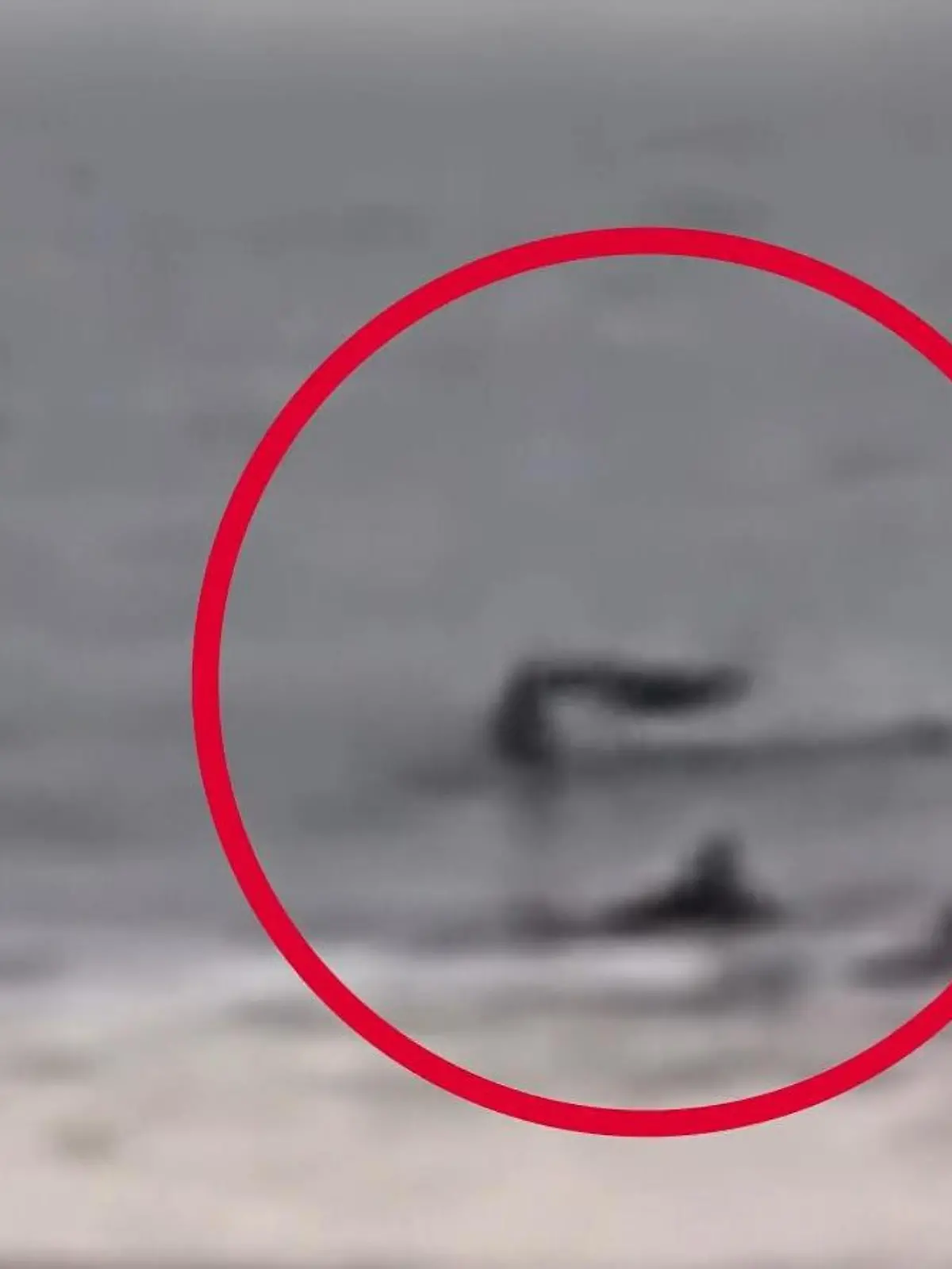 Schock auf dem Brett! Fliegender Hai gibt Surfer Kopfnuss