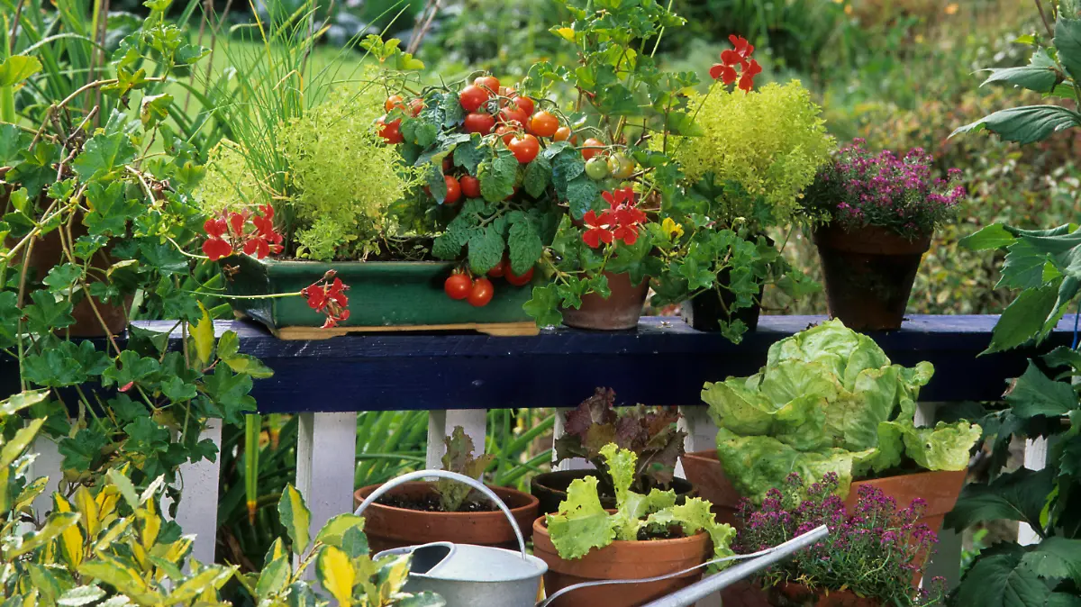 Tomaten auf dem Balkon