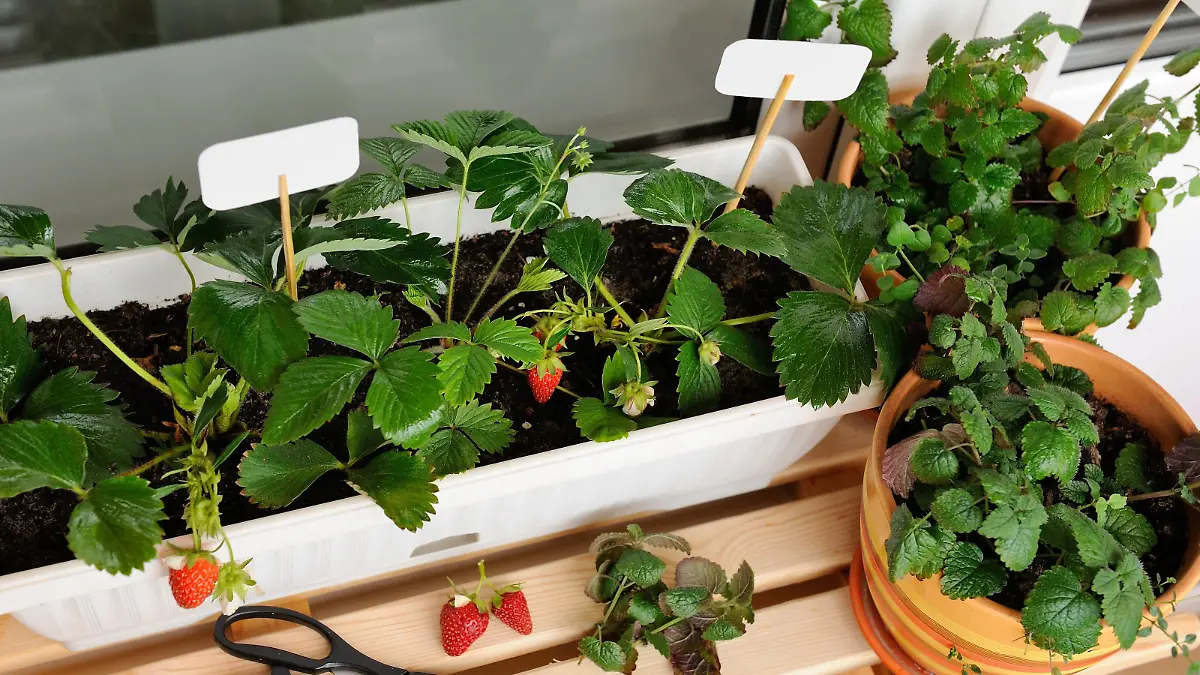 Erdbeeren im Balkonkasten
