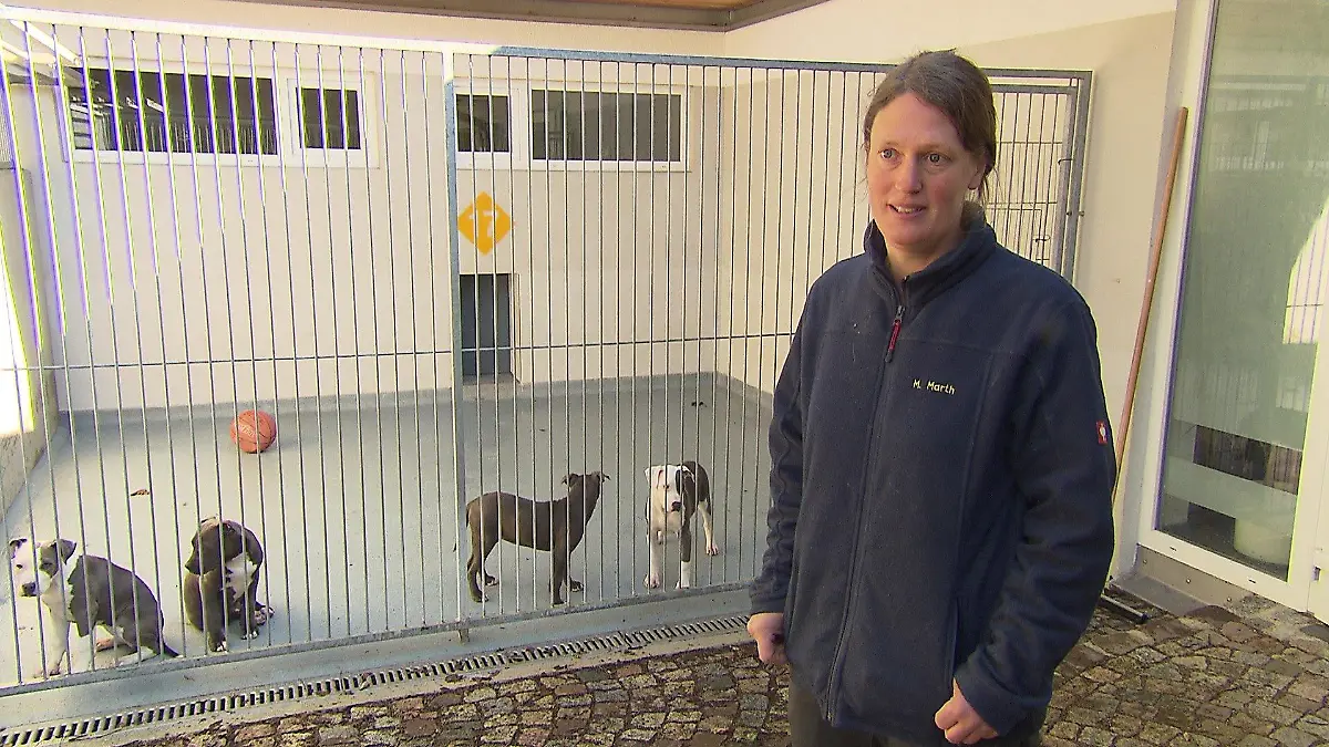 Hunde aus illegalem Welpentransport im Tierheim
