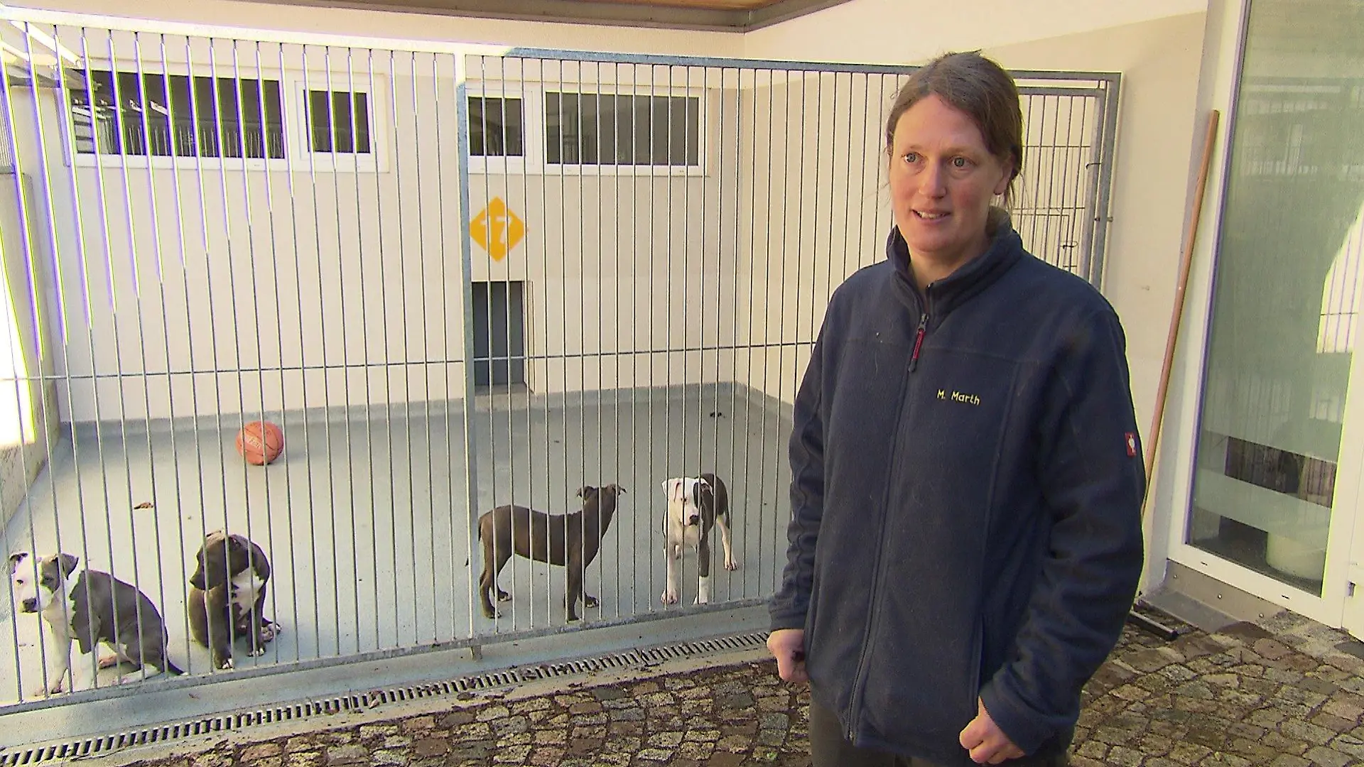 Hunde aus illegalem Welpentransport im Tierheim